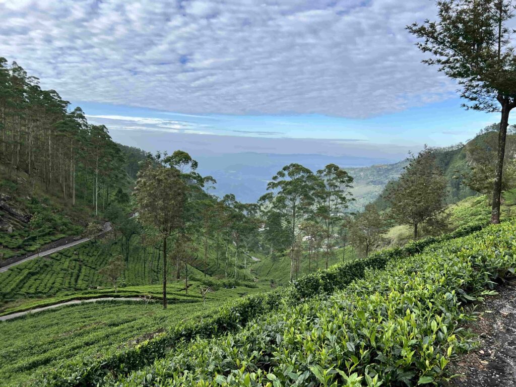haputale piantagioni sri lanka